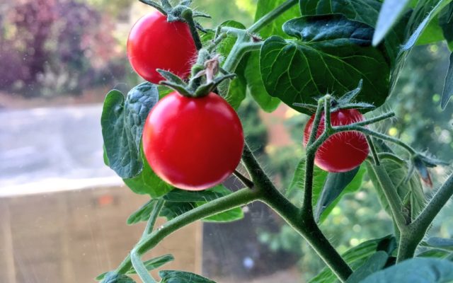 photo of tomato plant