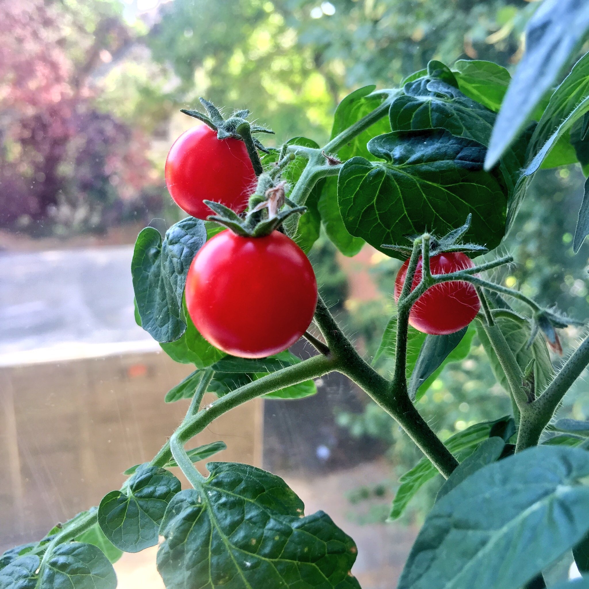 photo of tomato plant